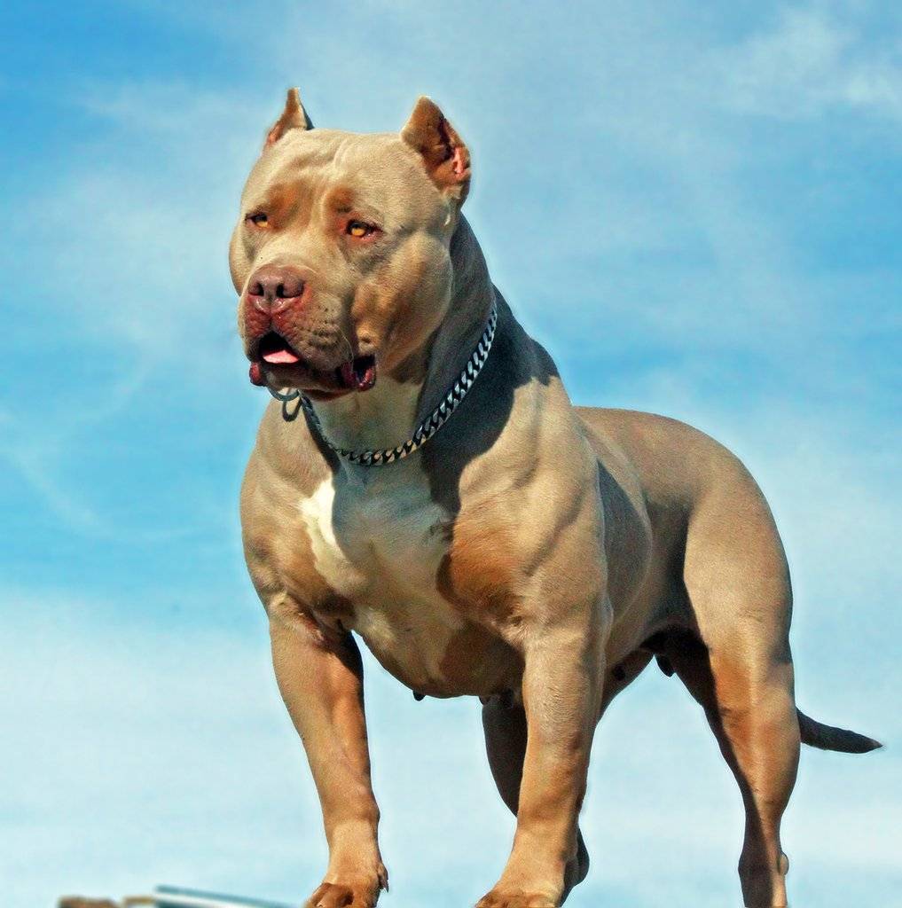 Бойцовские породы собак: список представителей с фото