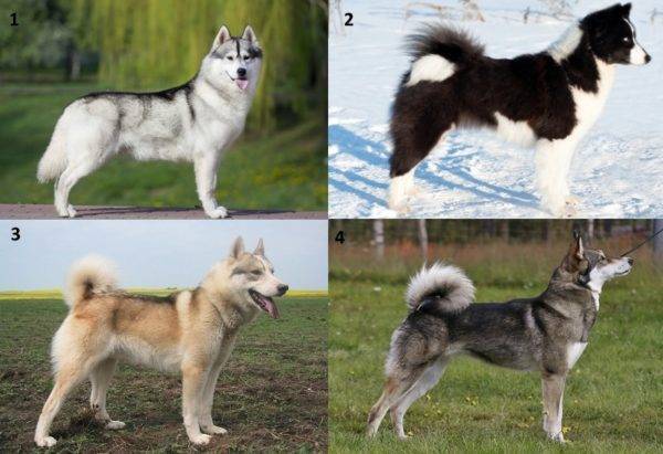 Лайка и хаски – в чем разница пород: сравнение собак, кого выбрать