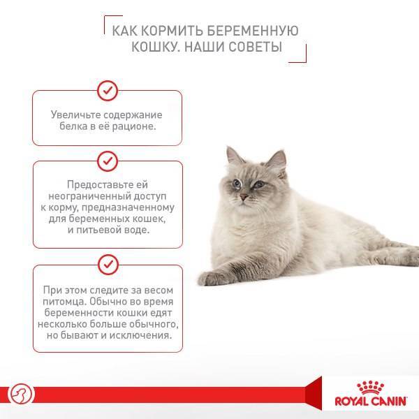 Почему старой кошке или коту нужна особая защита от гельминтов | нпк "скифф"