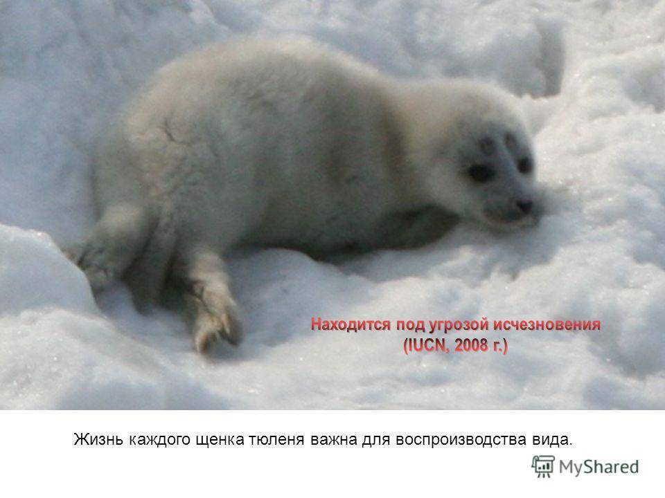 Байкальская нерпа — интересный образ жизни тюленя на байкале