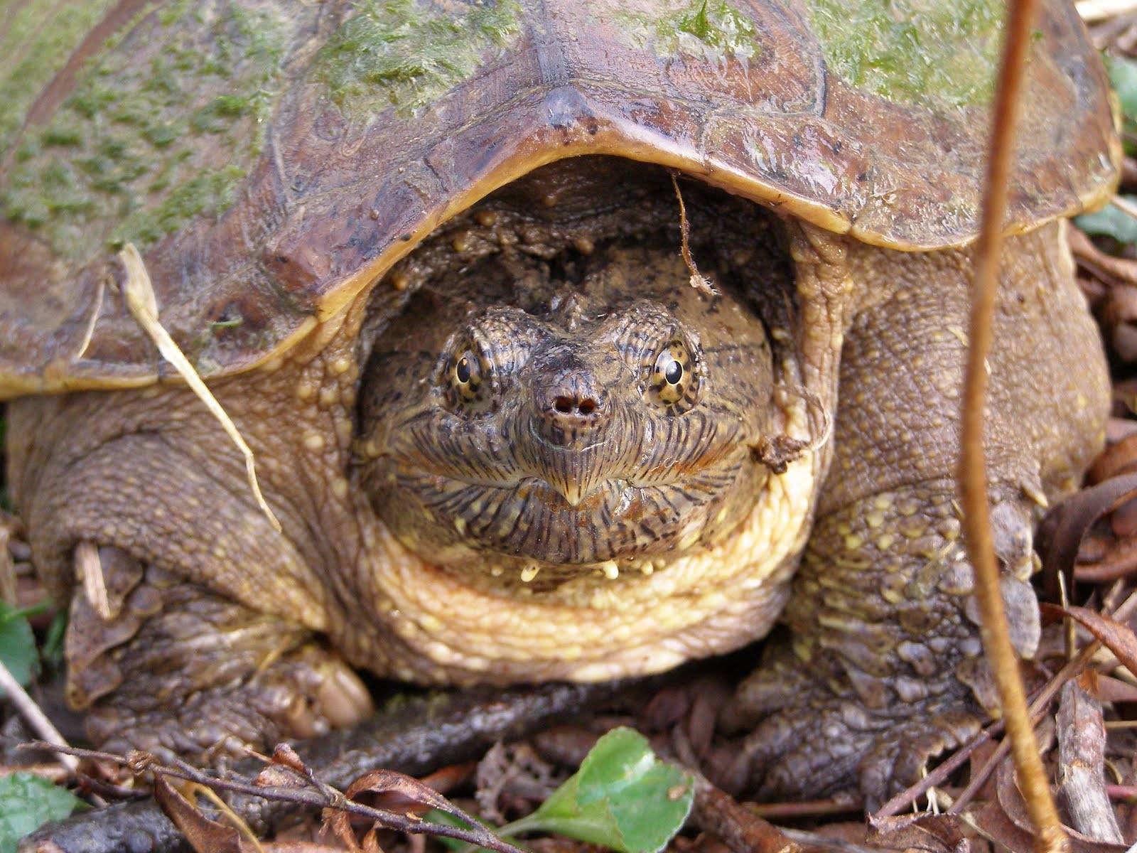 ᐉ кусачая каймановая черепаха: описание и особенности содержания - kcc-zoo.ru