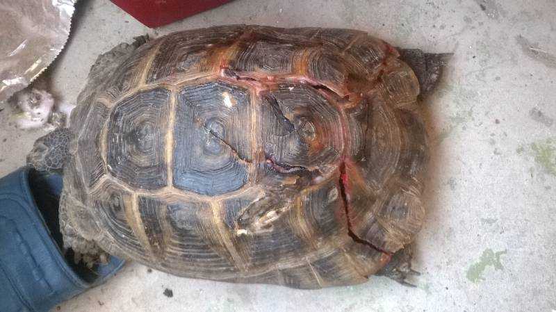 У красноухой черепахи отслаивается панцирь — ювенальная и патологическая линька