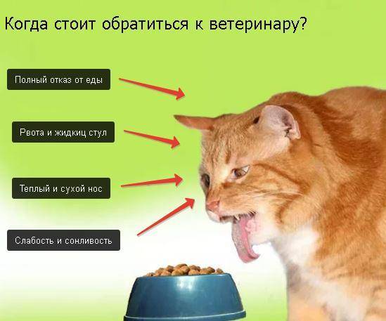 5 причин почему кошку вырвало кормом - что делать