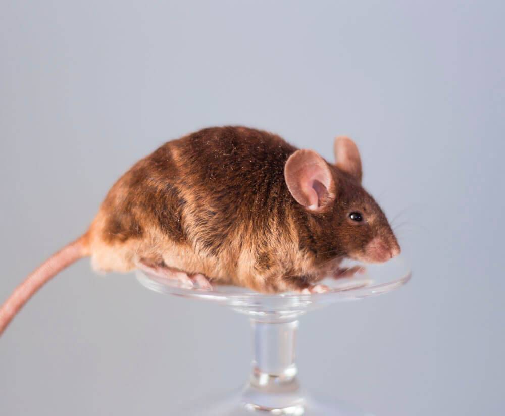 Породы декоративных крыс: описание и отличия видов домашних крыс