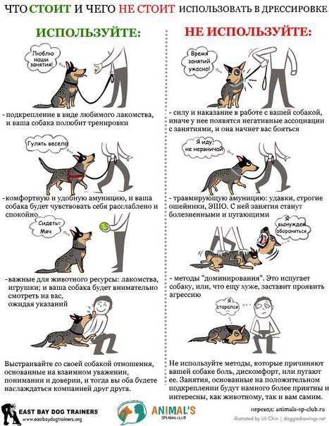 Как научить собаку командам: подготовка и основные команды | звери дома