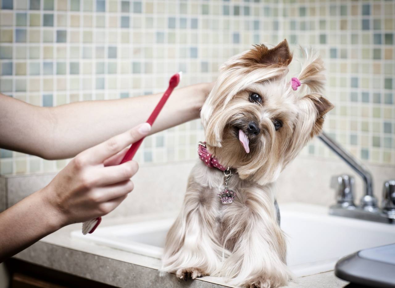 Чистка зубов собаке - советы ветеринаров как и чем можно почистить зубы собаке в домашних условиях