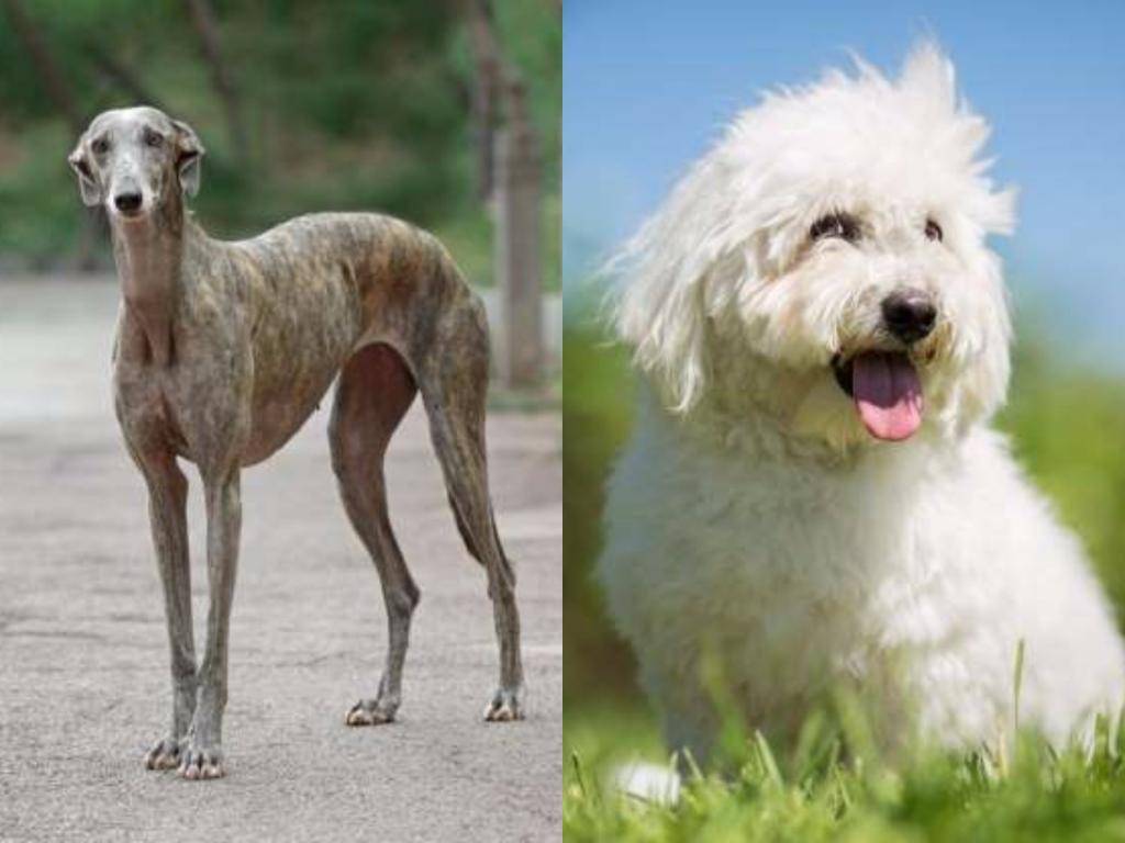 Признанные и непризнанные русские породы собак: названия, описание, фото