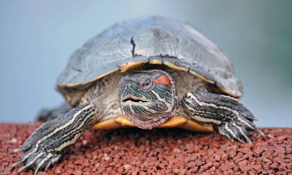 В природе красноухая черепаха живет в пресноводных водоемах, которые в зимний период могут покрываться льдом. в таких случаях красноухая черепаха впадает в спячку