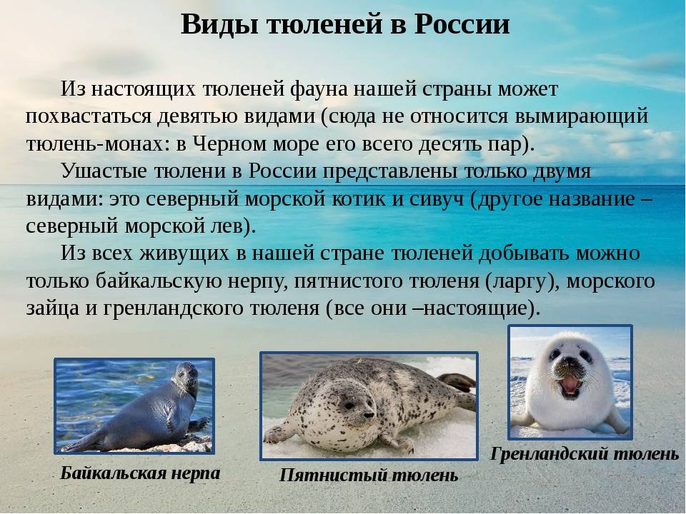 Кольчатый тюлень, или кольчатая нерпа | мир животных и растений