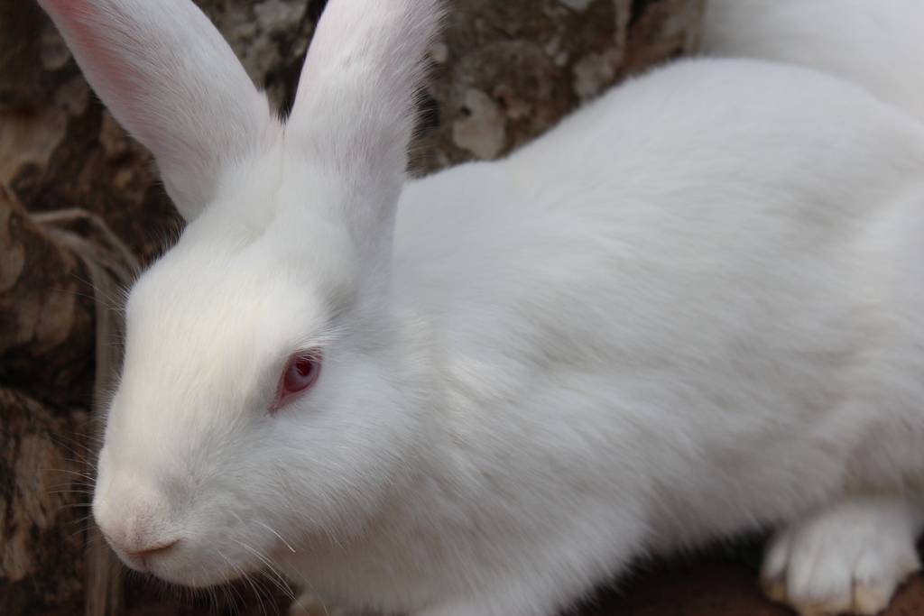 Кролики, порода белый великан. описание, разведение и содержание в домашних условиях