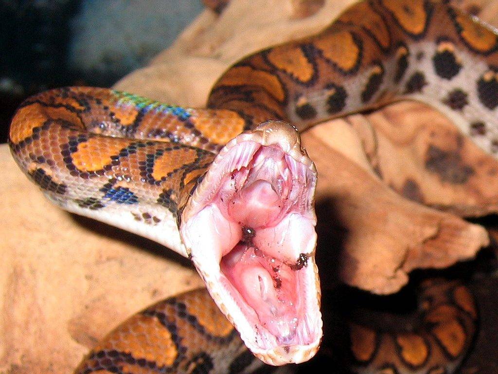 Змеи тоже бывают красивыми: 10 подтверждений сказанному