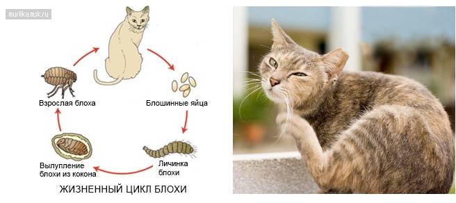 Как обработать котенка от блох и глистов (гельминтов)? | апиценна