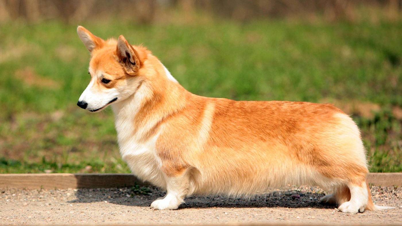 Собаки похожие на лису название породы с фото