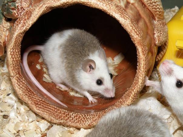 Акомис мышь. образ жизни и среда обитания акомиса | животный мир