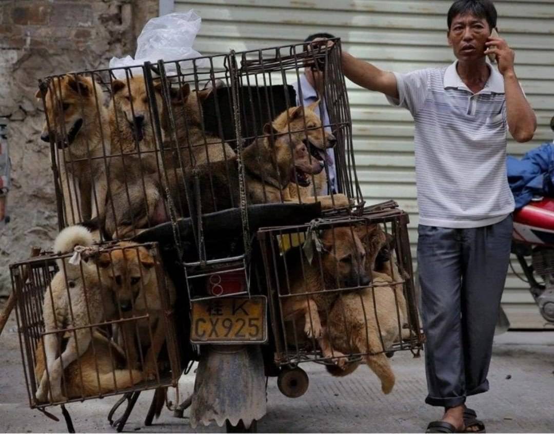 Породы собак которых едят китае — сайт эксперта по животным — howmeow