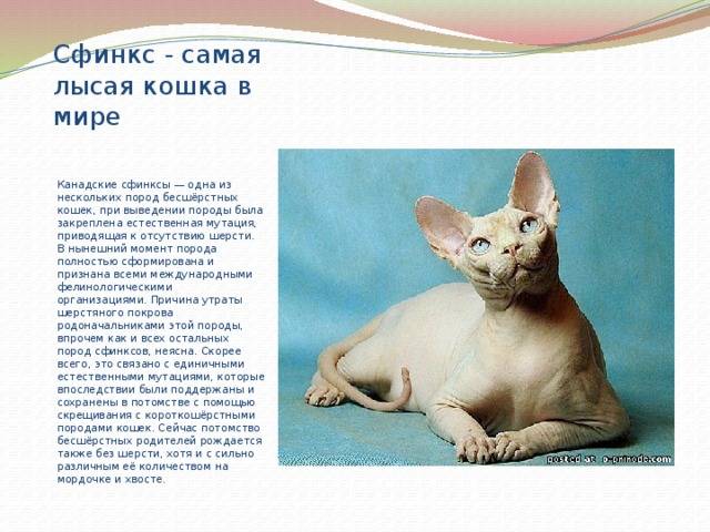 Бамбино - фото и описание породы кошек (характер, уход и кормление)