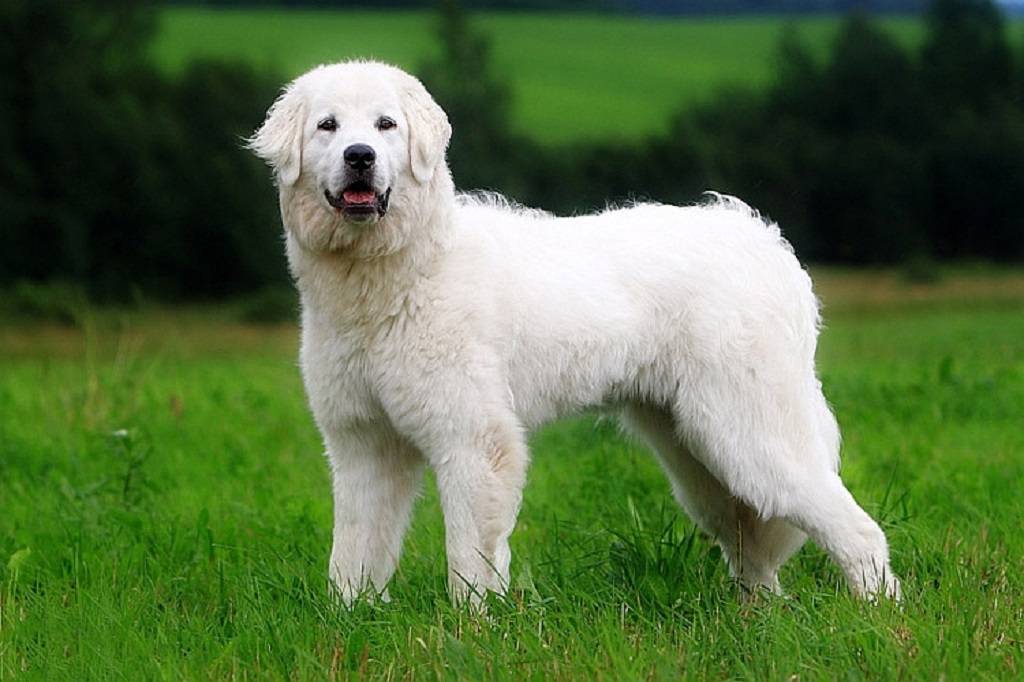 Описание породы собак польская подгалянская овчарка — характер, уход, предназначение