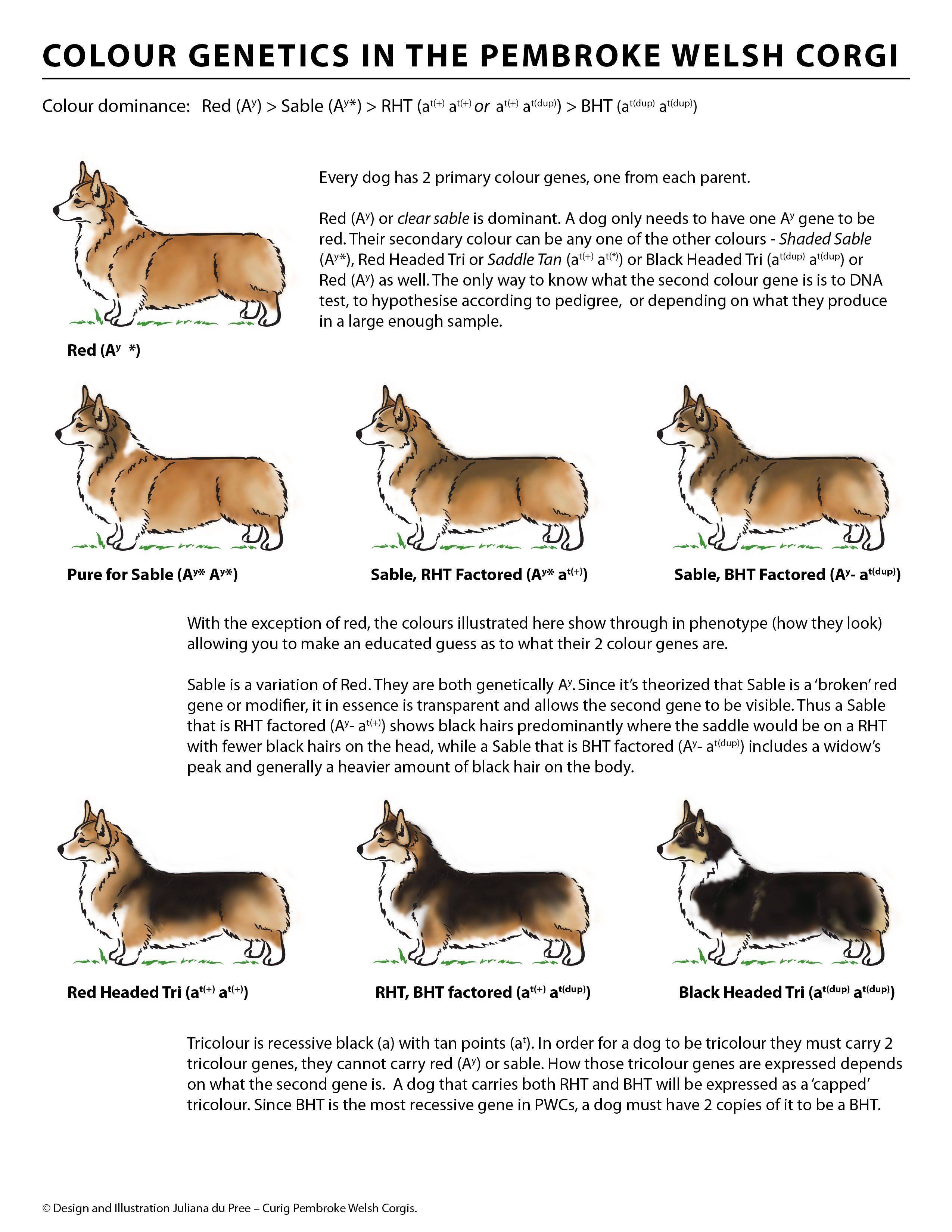 Корги порода собак: описание, уход, чем кормить, щенки, стандарты - zoosecrets