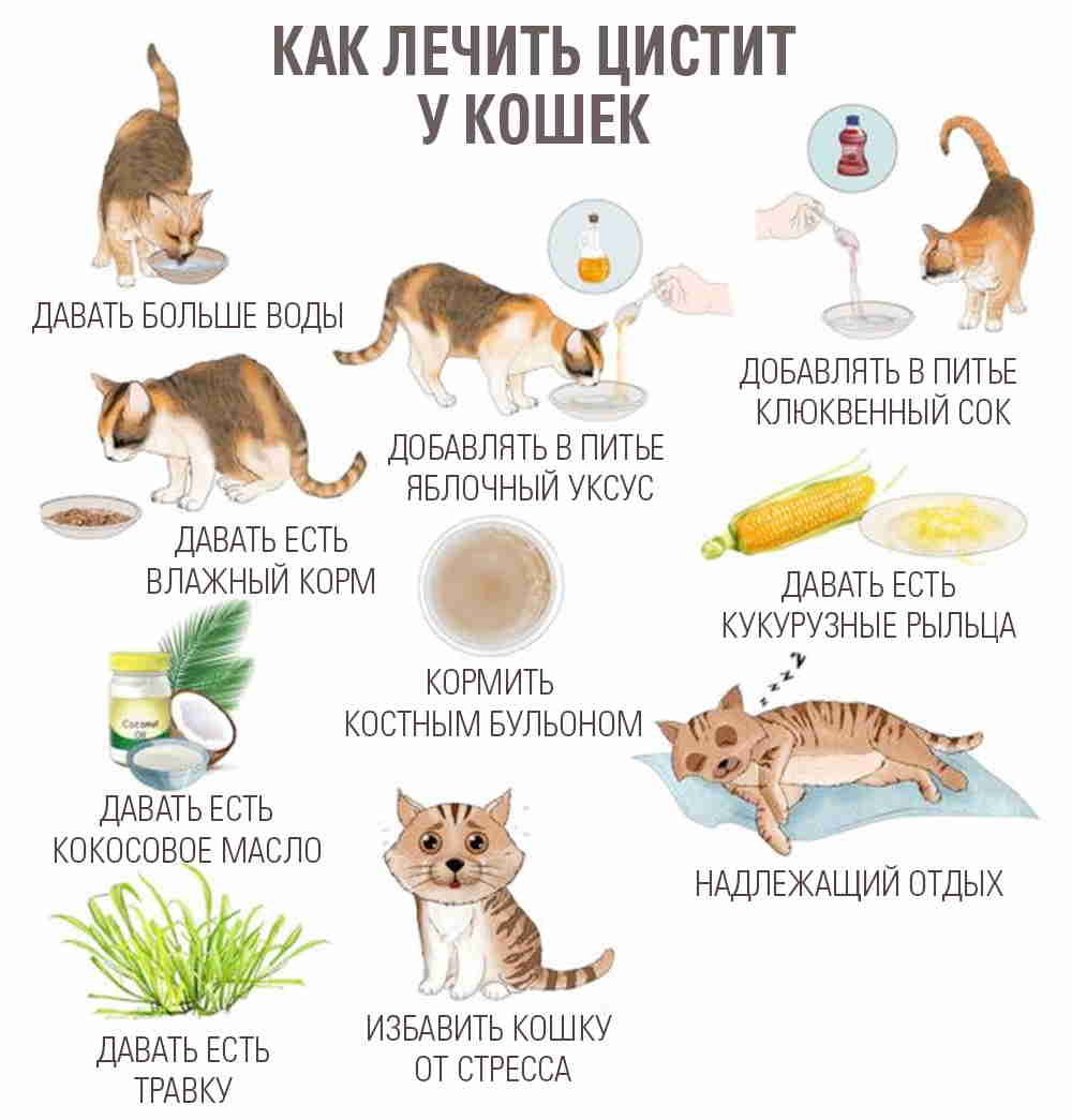 12 причин почему кошка плохо ест