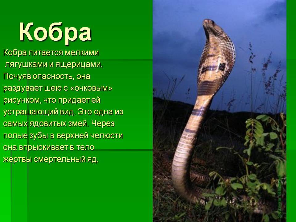 Змея кобра