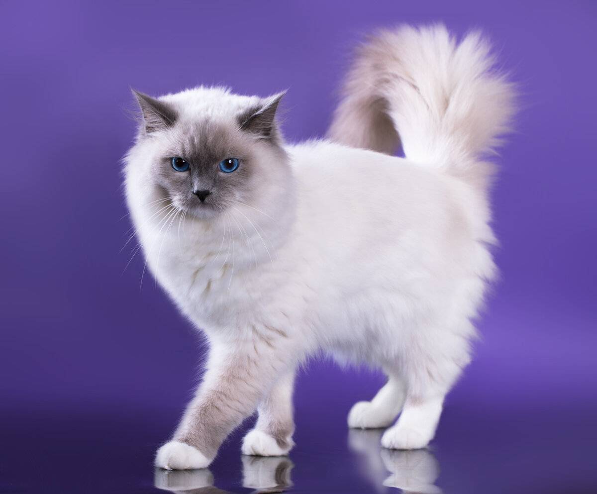 Кошка рэгдолл: описание породы с фото, характер животного, особенности содержания
