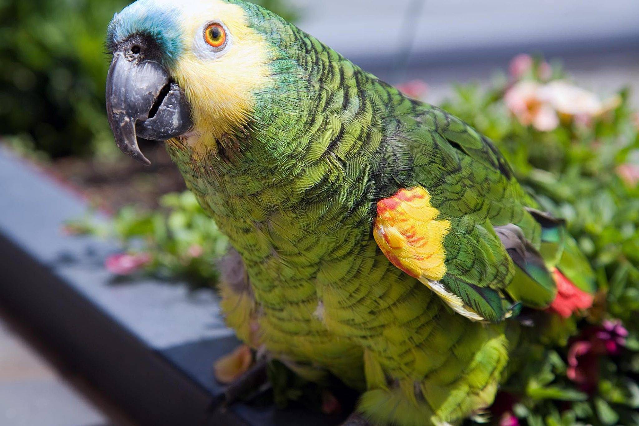 Виды попугаев: интересные факты о маленьких, средних и больших попугаях