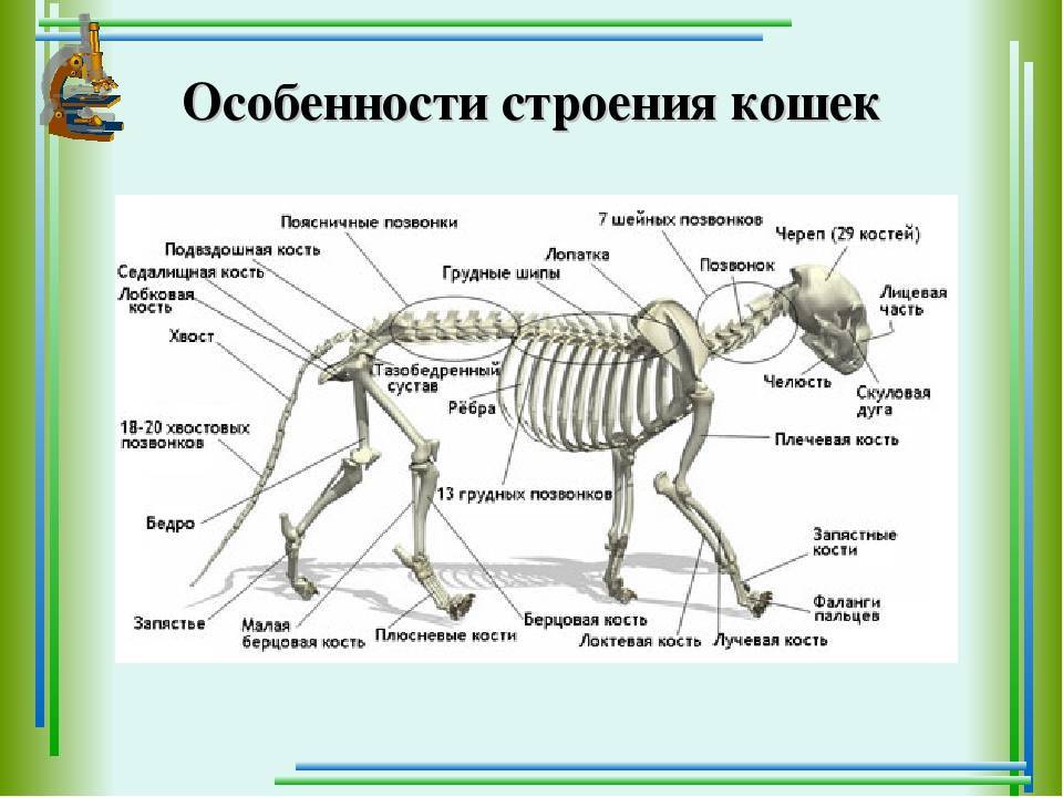 Скелет кошки: фото и описание :: syl.ru