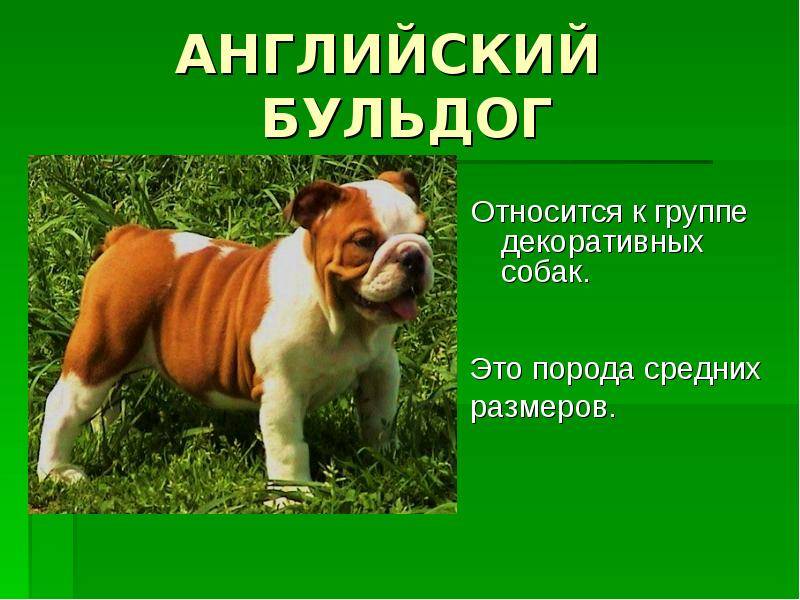 Название породы собак из бетховена: интересные факты и описание вида