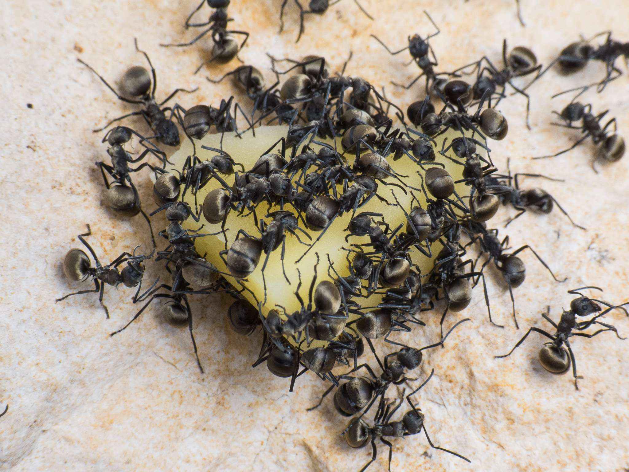 Polyrhachis dives, бархатные муравьи. | клуб любителей муравьев