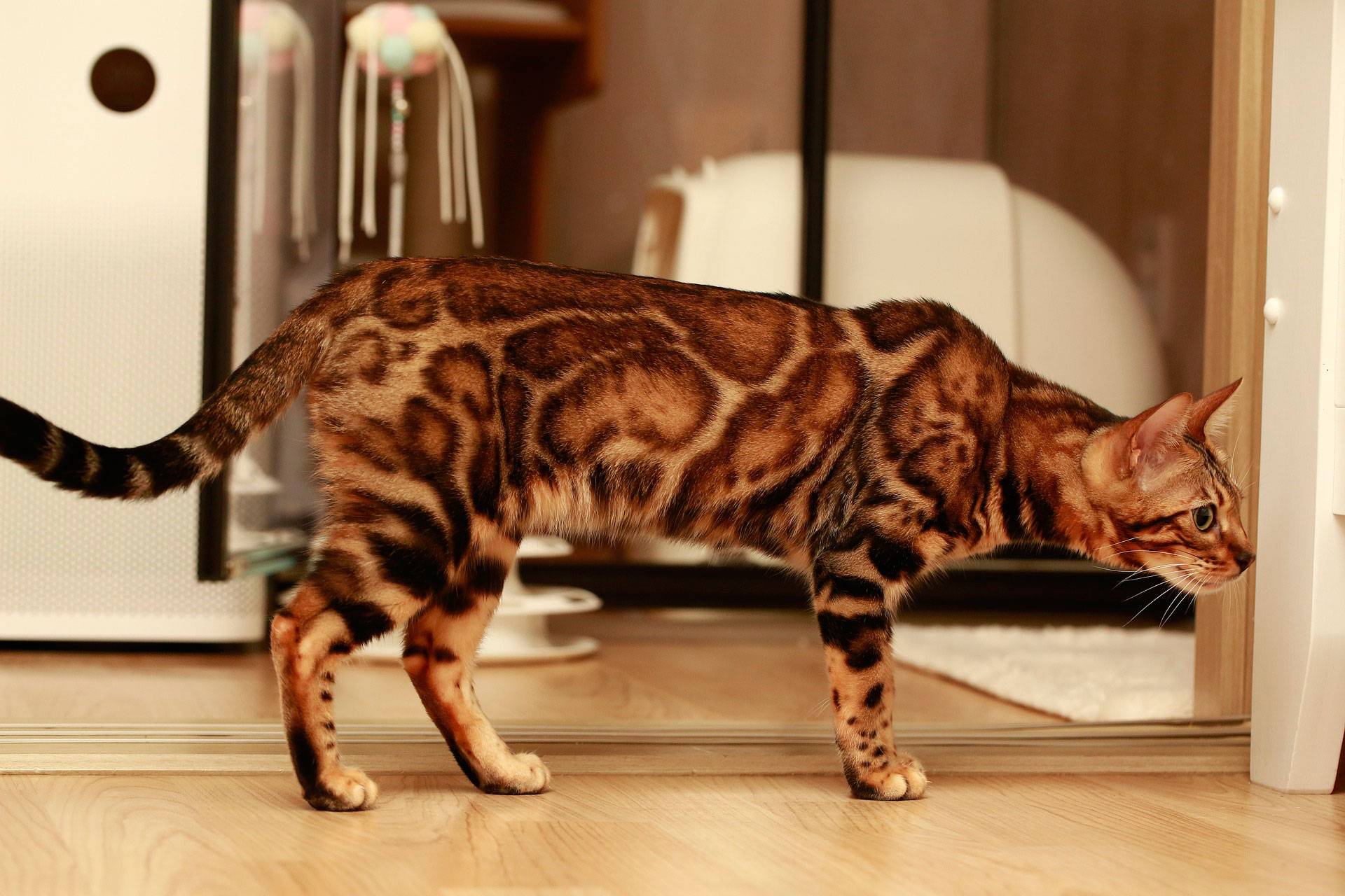 Бенгальская кошка: описание породы, уход и содержание, чем кормить, фото