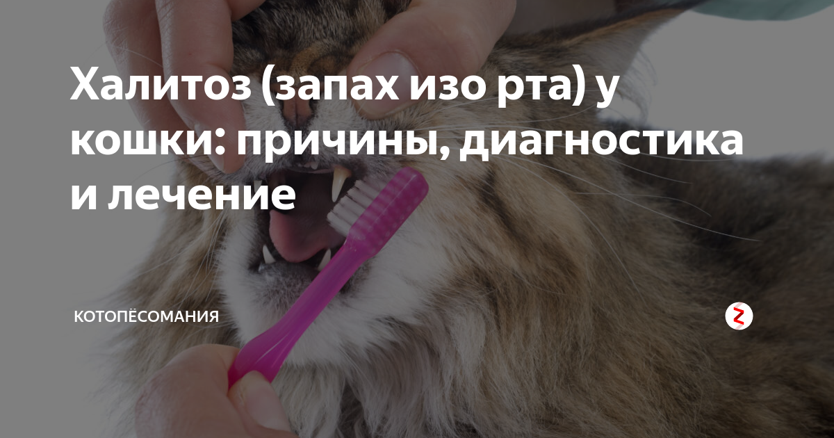 У кошки (кота) пахнет изо рта: причины, диагностика, лечение, профилактика | блог ветклиники "беланта"