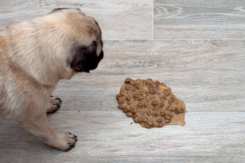 Собаку вырвало кормом сразу после еды: почему питомец рвет непереваренной пищей, причины рвоты и отличие от срыгивания