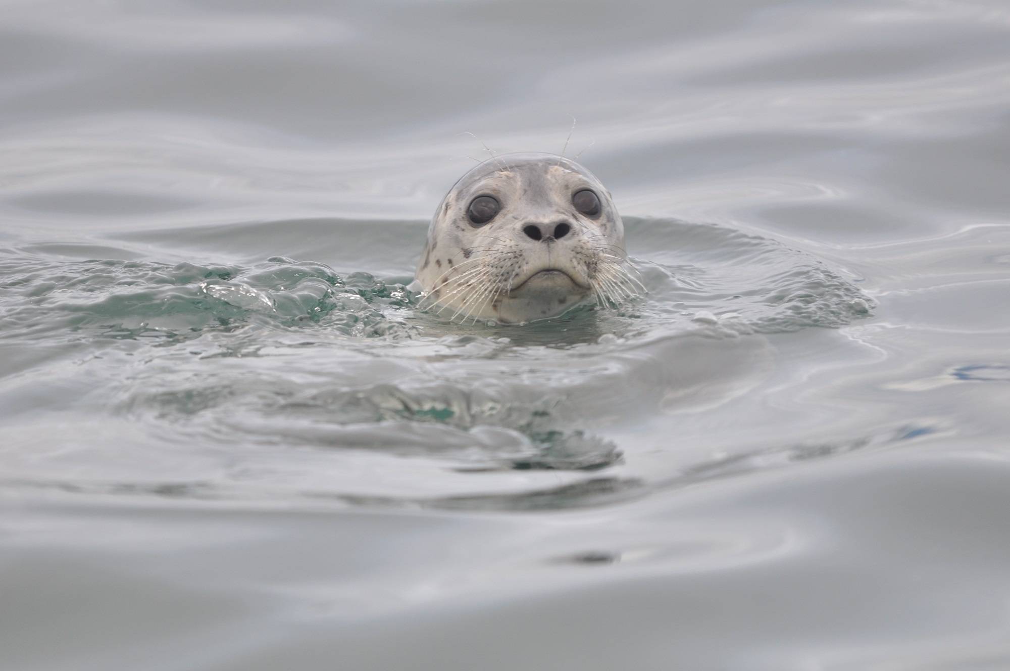 Сообщение о тюлене — описание, виды и среда обитания