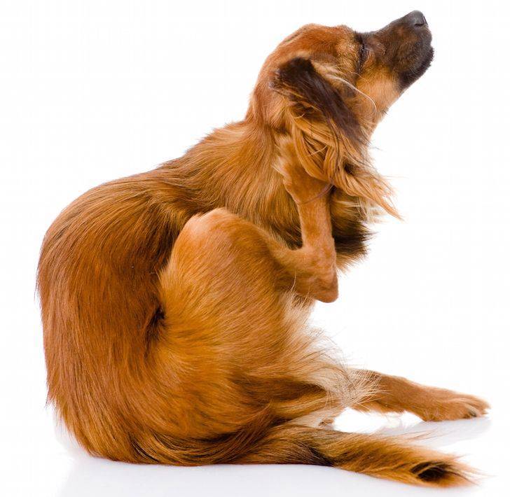 Почему собака чешется и грызет себя: причины зуда у собаки, лечение первопричины, средства для снятия зуда