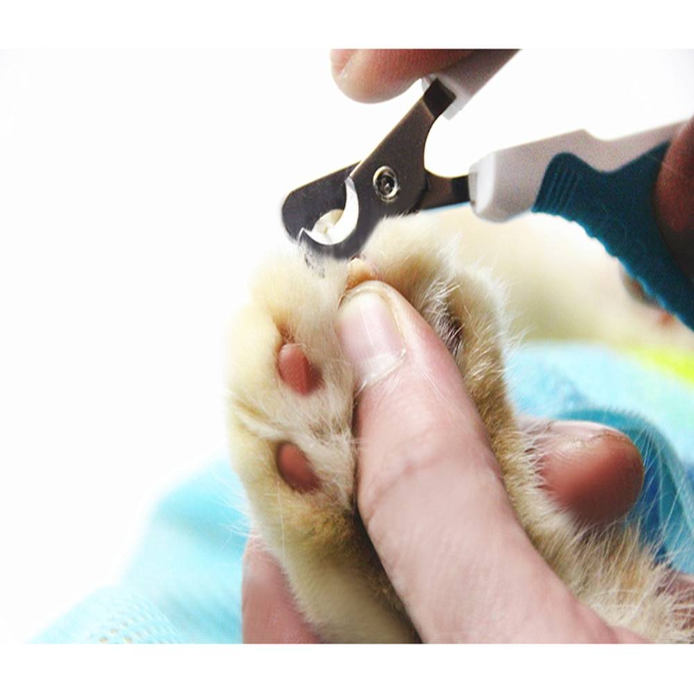 Как и чем подстричь когти котенку: выбор инструмента и пошаговая инструкция
