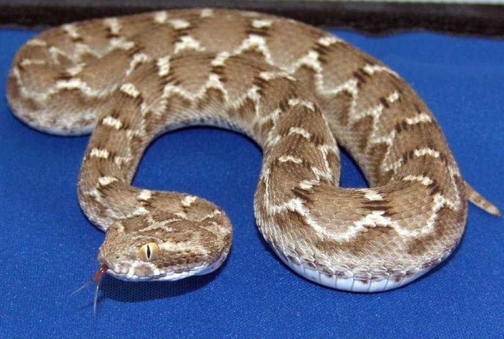 Песчаная змея эфа (фото, описание, места обитания, опасность яда)