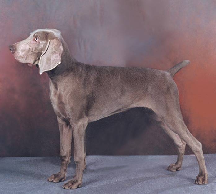 Веймарская легавая собака: описание породы