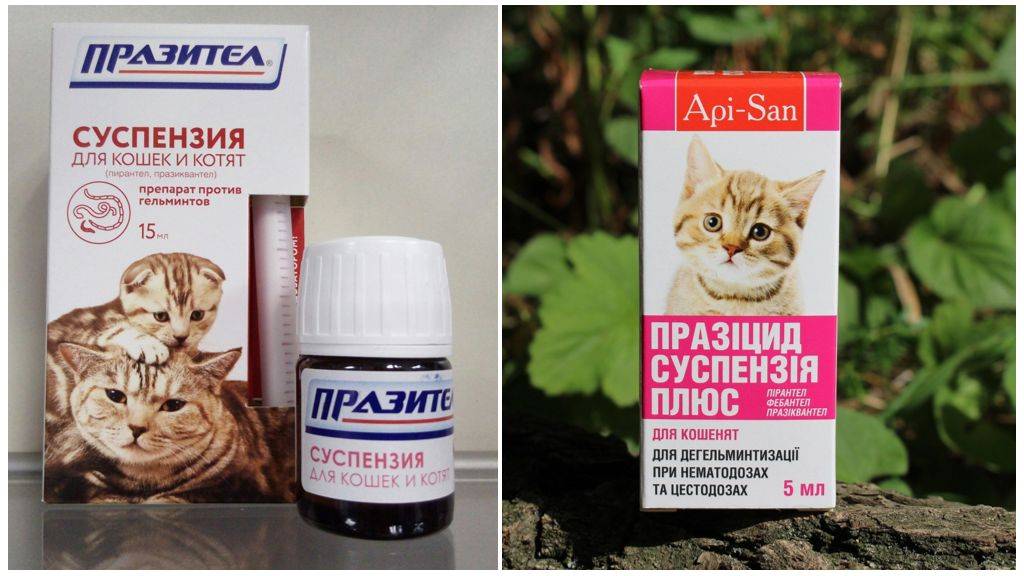 Профилактика глистов у котят | апиценна
