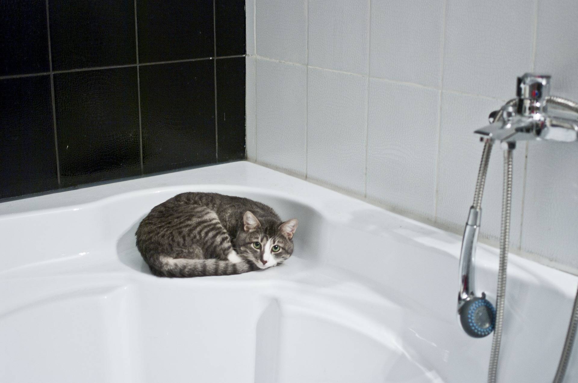 Боязнь воды у кошек: причины почему не любят купаться, варианты как приучить