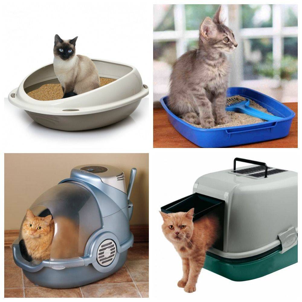 Наполнитель для кошачьего туалета: виды и свойства