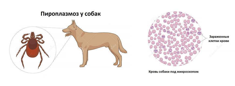 Пироплазмоз собак (бабезиоз)