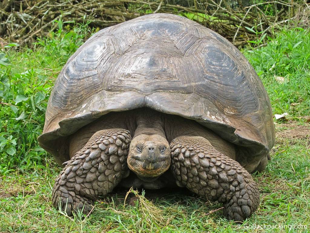 Где и как живут красноухие черепахи в природе