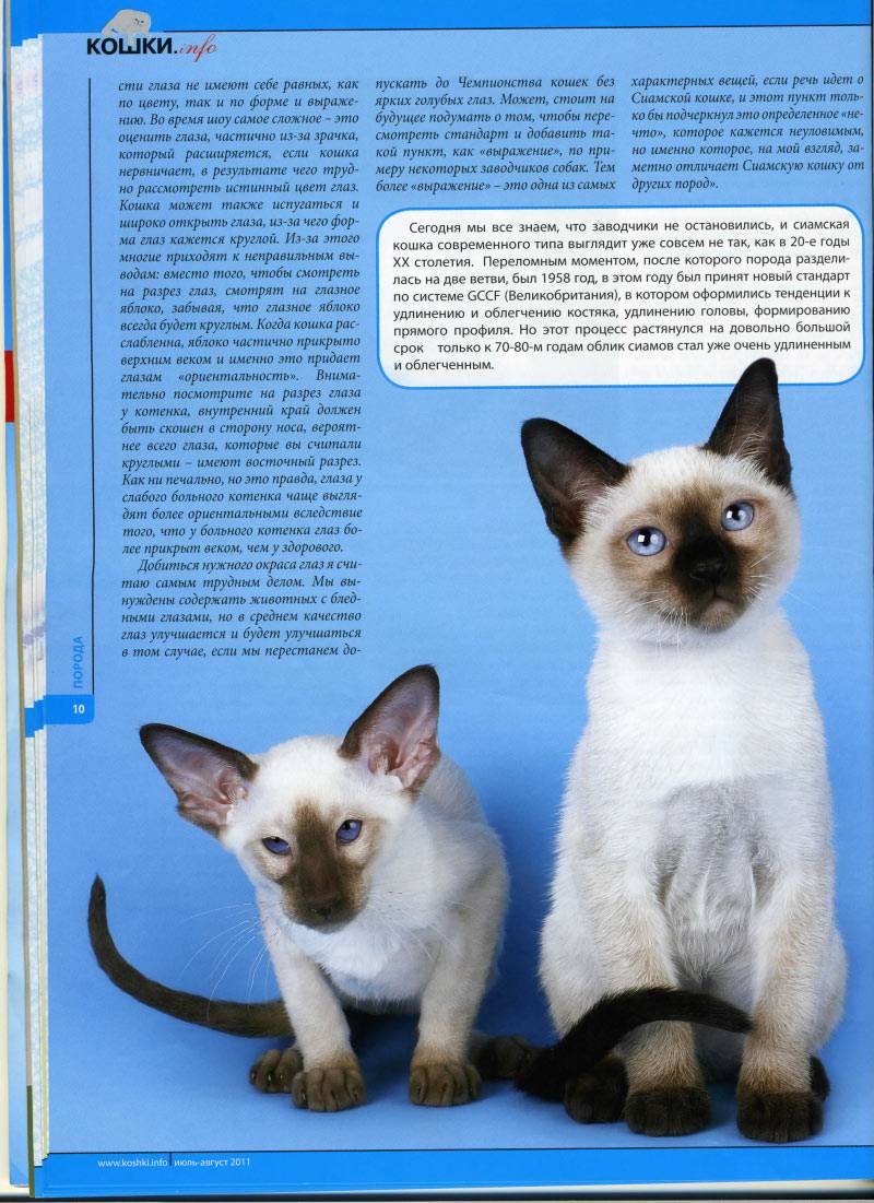 Тайская кошка: описание породы и характер, уход, кормление, достоинства - zoosecrets