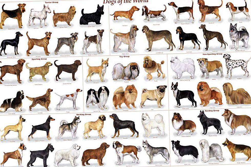 Топ-10 самых маленьких пород собак в мире » notagram.ru