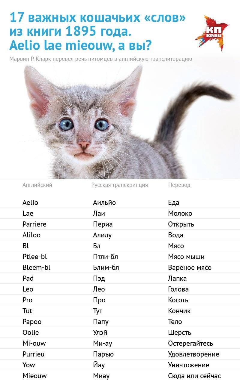 Красивые, легкие, редкие и современные клички для кошки: как выбрать имя