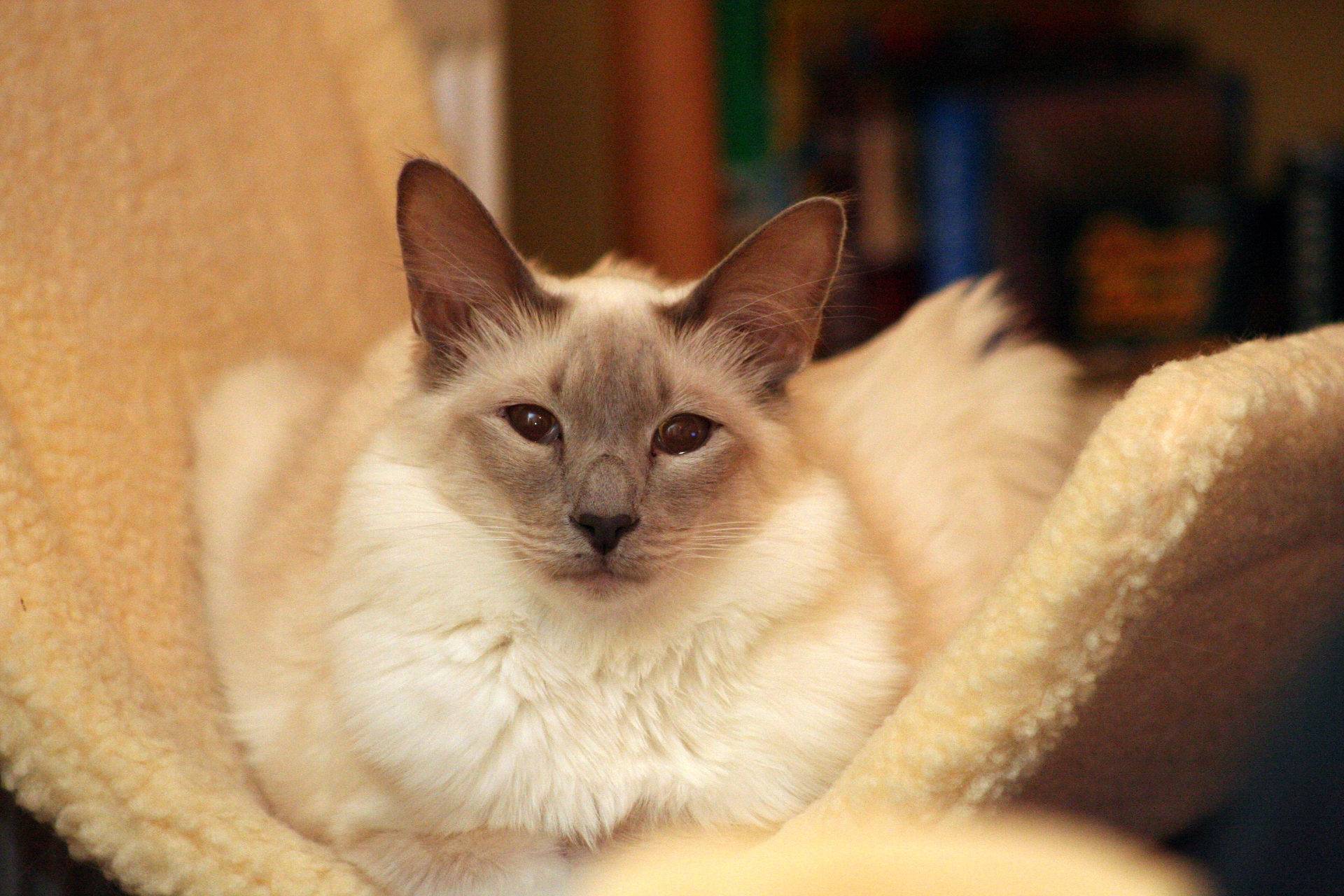 Балинезийская кошка: фото и описание породы