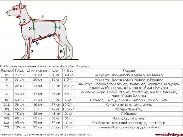 Правильное измерение роста собаки и подбор аксессуаров для питомца