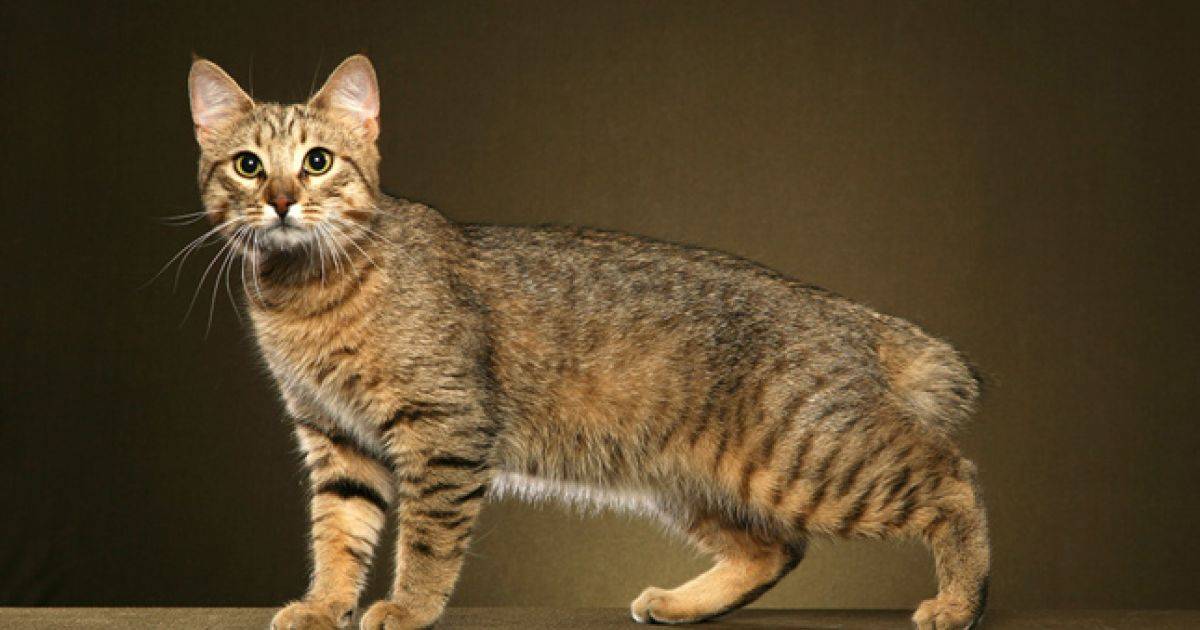 Варианты бесхвостых и короткохвостых котов: примеры названий пород