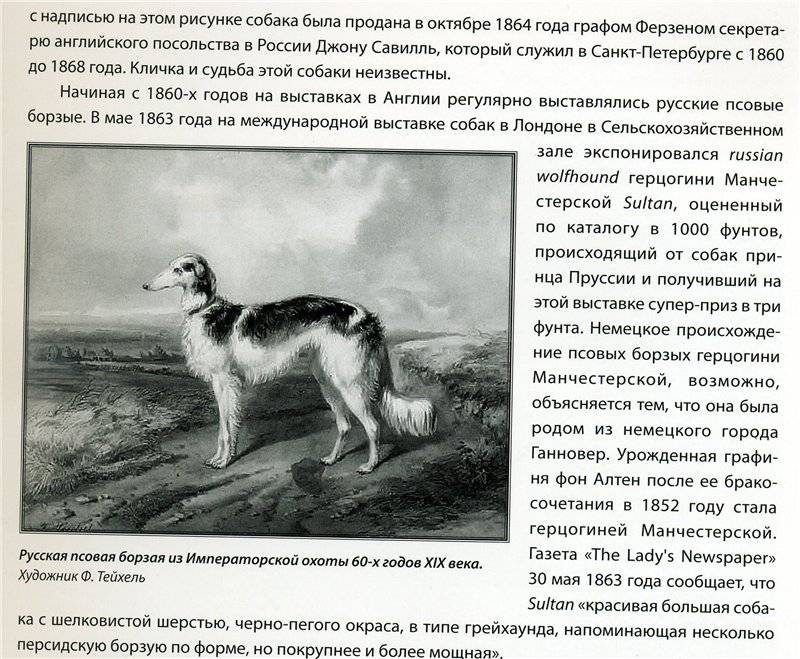 Русская псовая борзая: описание породы, фото, щенки, стандарт