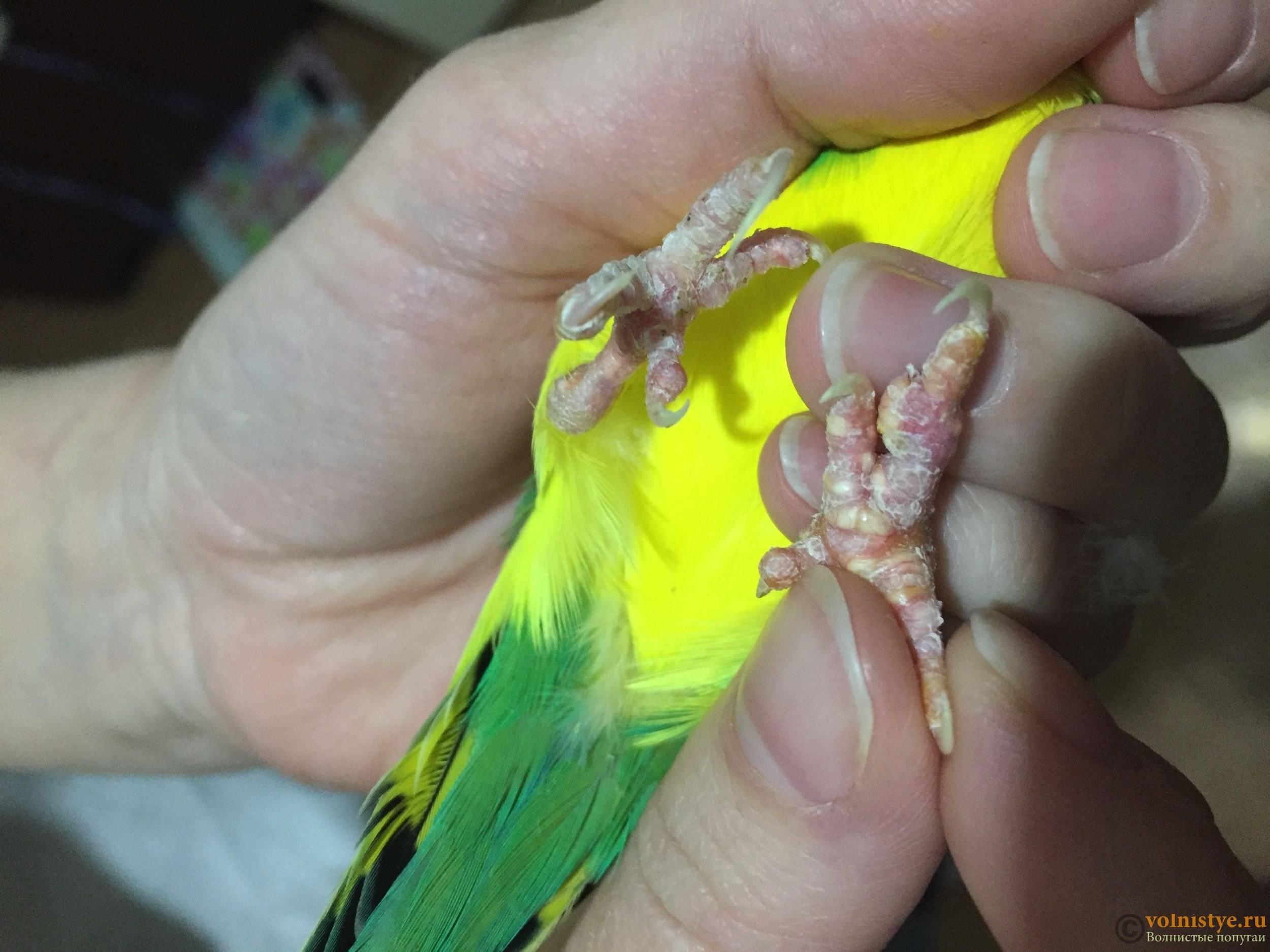 Лечение почек гломерулонефрит, подагра у волнистых попугаев